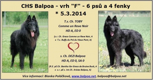 �t���tka Belgick� ov��k Groenendael