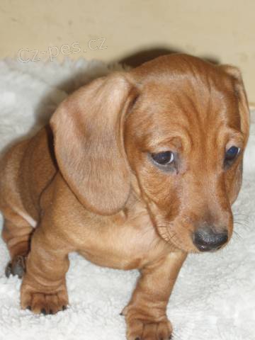 Jazve��k trpasli�� kr�tkosrst� - ponuka �teniat