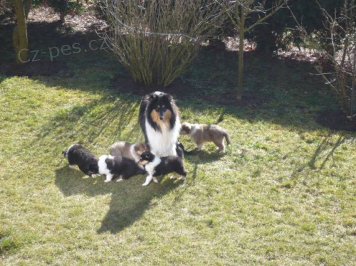 Kolie - �t��ata - prodej