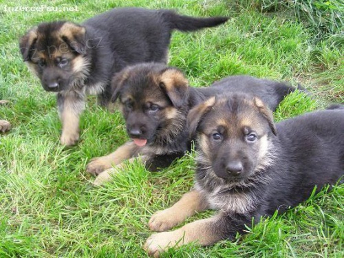 �t��ata N�meck� ov��k