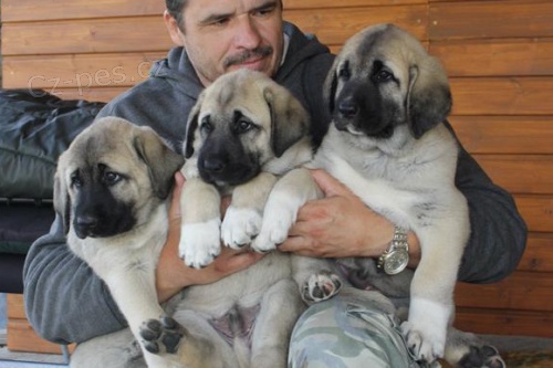 Anatolsk� pasteveck� pes - Kangal, �t��ata s PP