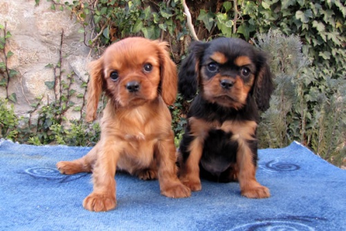 Cavalier King Charles Spaniel