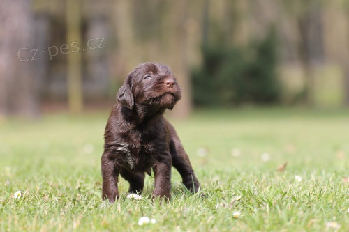 �t��ata �esk�ho fouska s PP