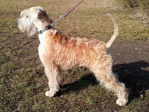 Irsk� jemnosrst� p�eni�n� teri�r