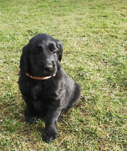 Prod�m �t�n� pejska FCR s PP