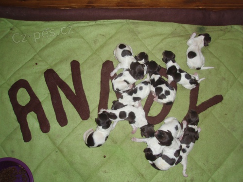 Prod�m �t��ata Dlouhosrst�ho oha�e feny