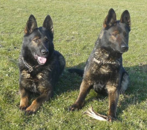 N�mecky ov��k s PP �t��ata