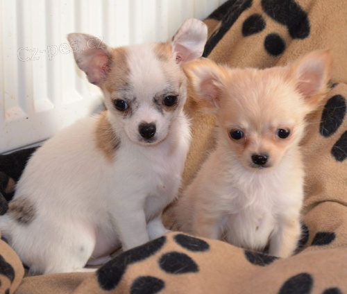 �ivava dlouhosrst�, kr�tkosrst�