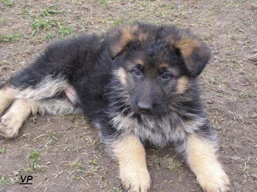 Prod�m pejska NO s PP 