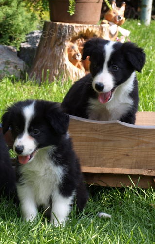 �t���tka border kolie