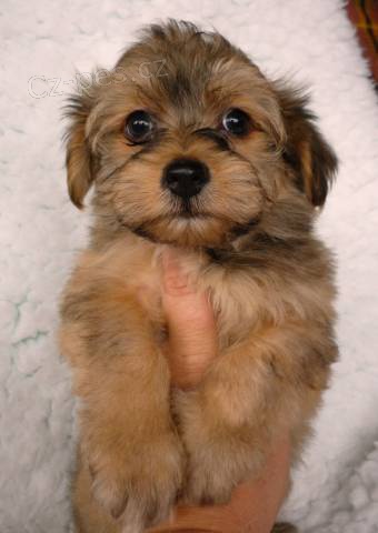 Havansk� ps�k-bi�onek bez PP