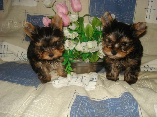 Jork��r teri�r- �t���tka s PP