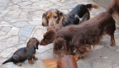 Miniaturn� jezev��k dlouhosrst�