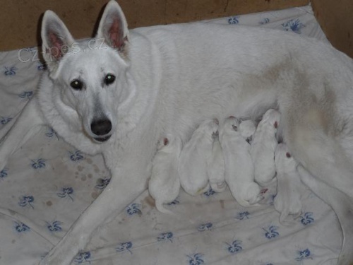 Prod�m �t�n�tka B�l�ho Ov��ka