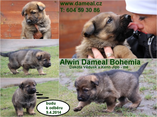 n�meck� ov��k s PP - pejsek