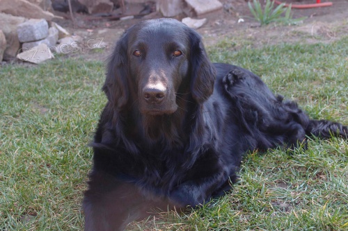 �t���tka flat coated retrievera