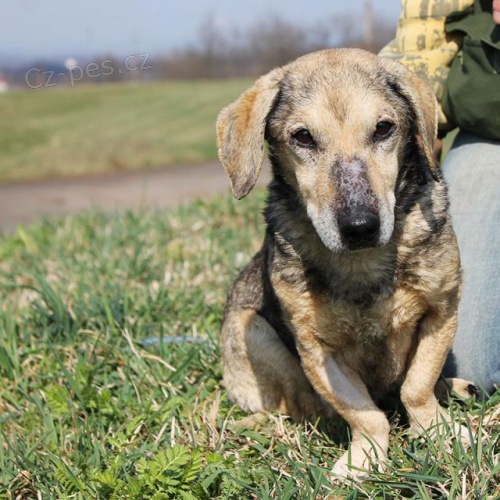 Jezev��k Marty hled� domov