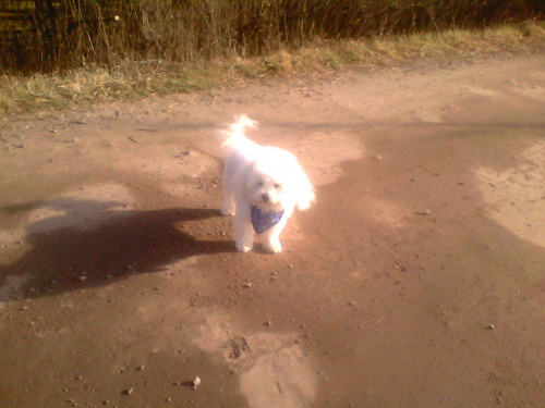 Kryt� Bolo�sk�m  ps�kem