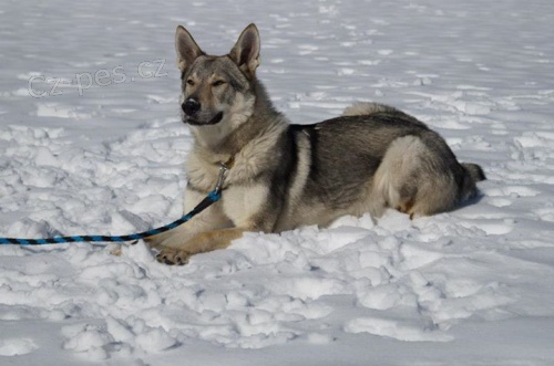  �t�n� - fenka �eskoslovensk�ho vl��ka