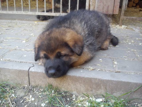 N�meck� ov��k