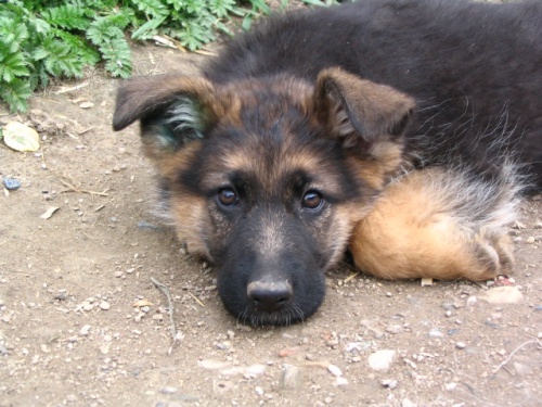 �t��ata N�MECK�HO OV��KA s PP v atraktivn� barv�; typ REX 