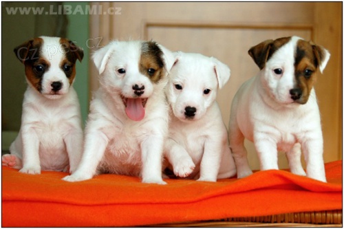 Parson Russell teri�r