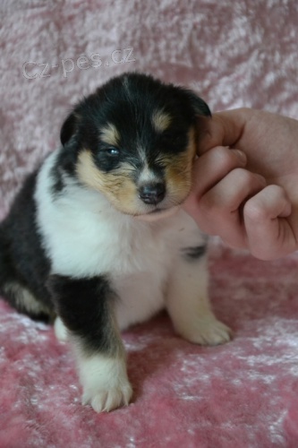 Kolie dlouhosrst� s PP