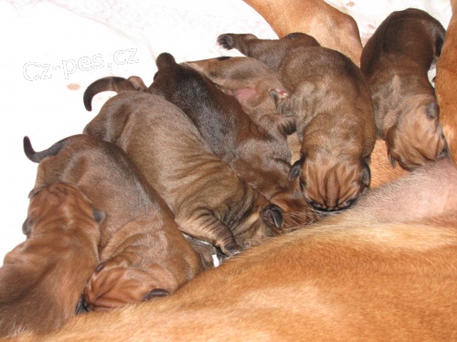 Tosa inu -  �t��ata s PP odb�r  �erven 2014