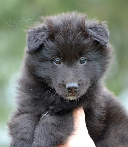 Belgick� ov��k