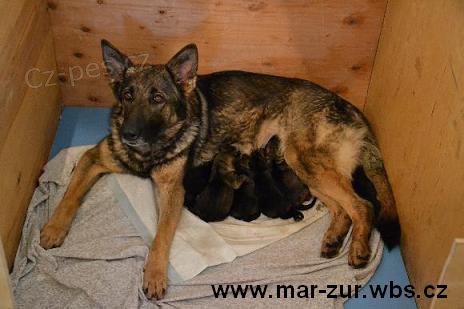 N�meck� ov��k