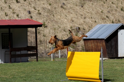 �t��ata erdelterriera