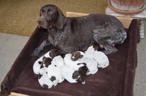 Nemeck� kr�tkosrst� stava�