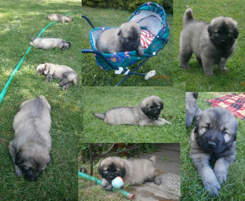 Prod�m �t��ata �arplanince s PP