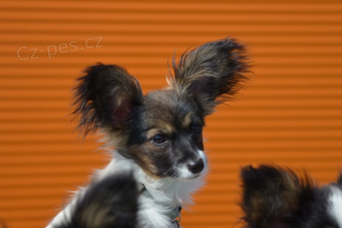 Papillon - �t���tko - fene�ka