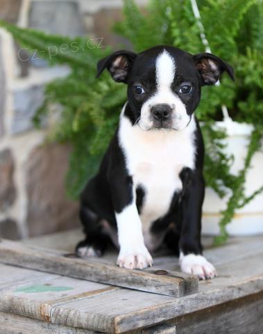 Boston teri�r �t��ata pro prodej