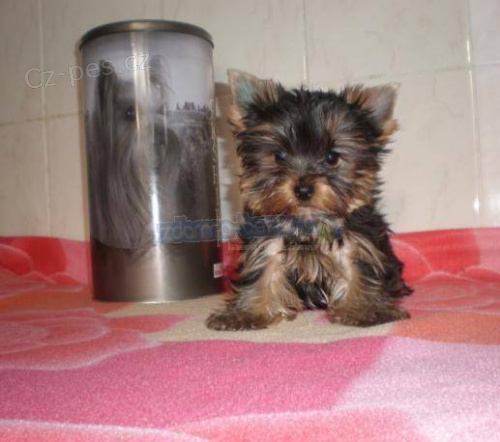 jork��rsk� terier  pejsek s pp