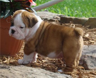 Anglick� buldok �tenata pro prodej