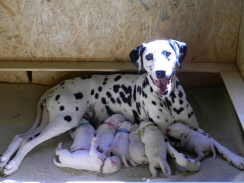 Zad�m �t��ata dalmatina
