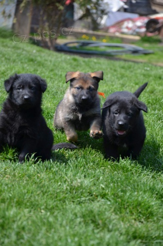 N�meck� ov��k �t���tka s PP