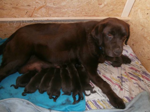 Labradorsk� retriever s PP �oko barva