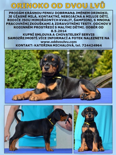 Dobrman - kr�sn� fenka s PP