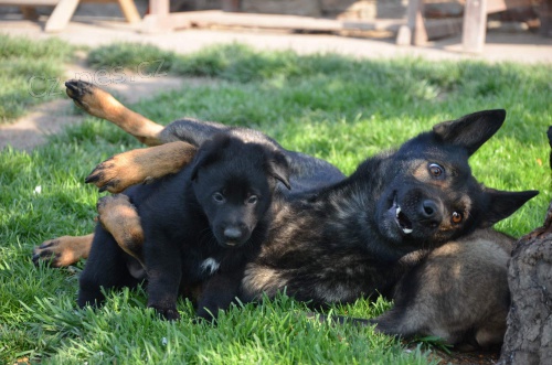 N�meck� ov��k �t���tka s PP