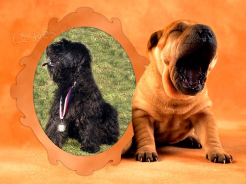 Al�k�v poh�r 2014