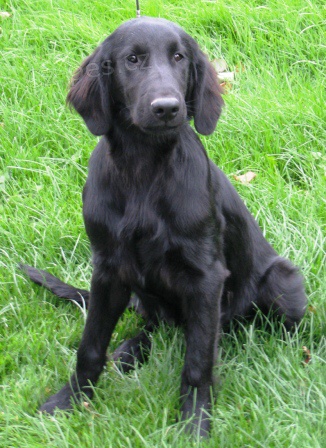 Prod�m Flat Coated Retrievera