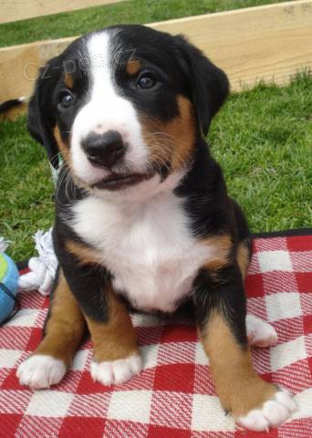 Appenzellsk� sala�nick� pes