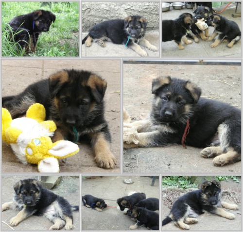 N�meck� ov��k �t��ata s PP