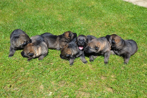 N�meck� ov��k