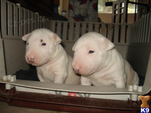 Prod�m Kr�sn� Mini Bull Teri�r �tenata