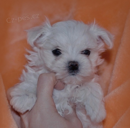 Malt�z��ek .luxusn� �t���tka s pp