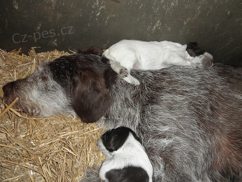 Prod�m �t��ata �esk�ho fouska